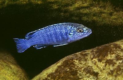 Labidochromis joanjohnsonae 'Likoma Island'